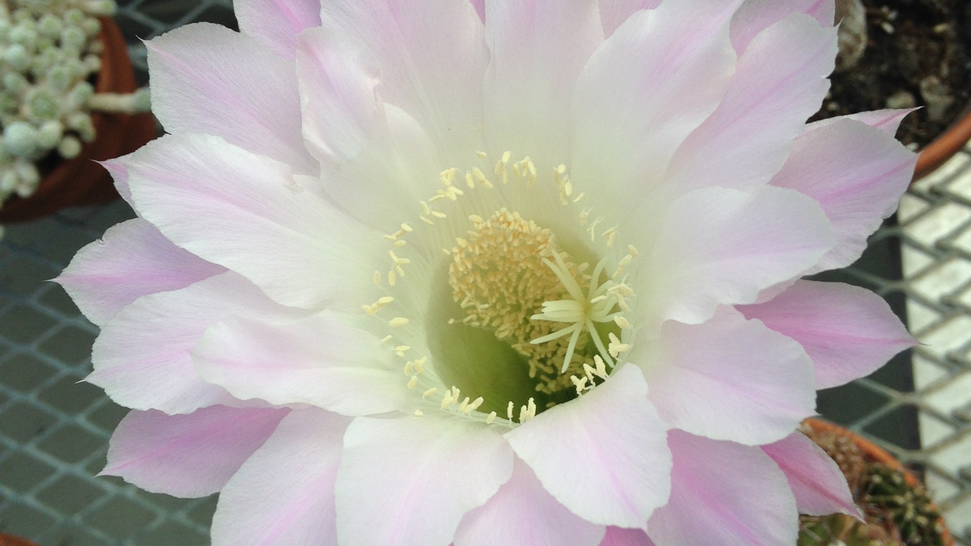 A flower in the StFX Greenhouse