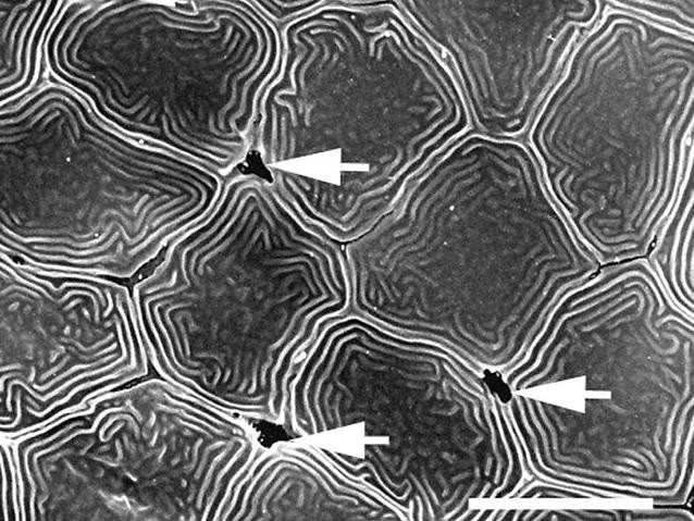 Microscopic image of fish osmoregulation