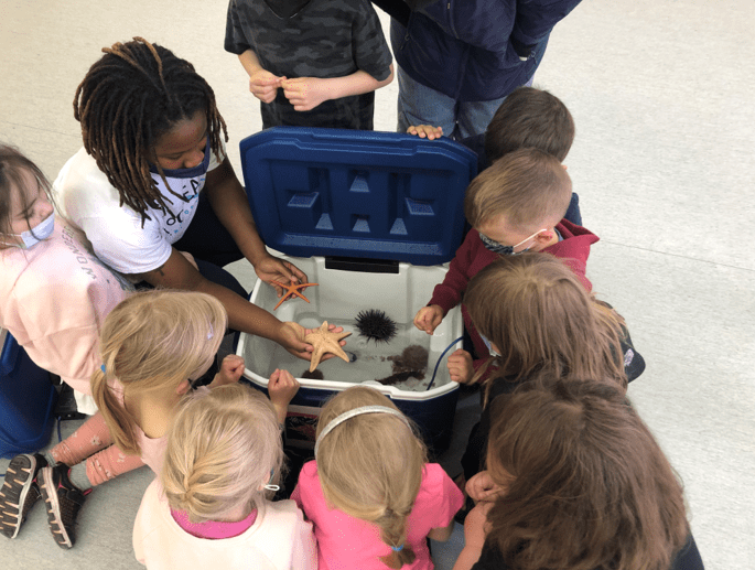 Students Grabbing Starfishes and Sea Urchins