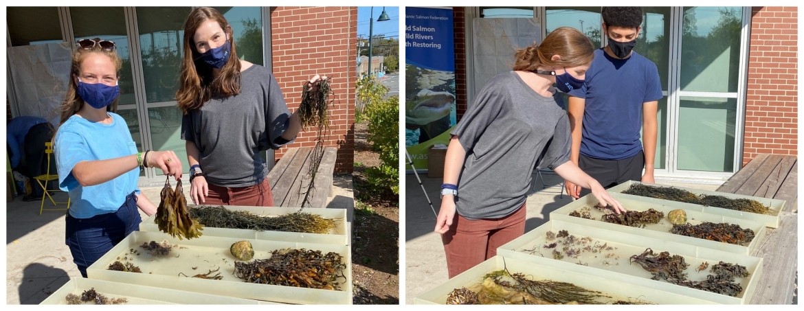 Collage of Students Grabbing Marine Flora